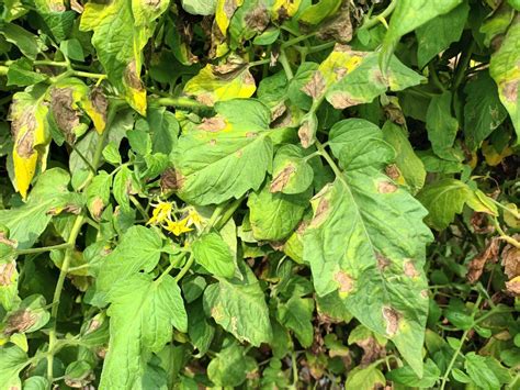 TNAU Agritech Portal :: Crop Protection