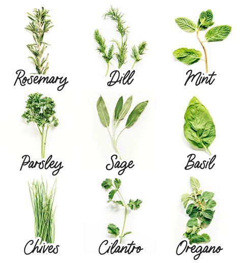 Herbs Examples For Class 2 at Jessie Ramirez blog
