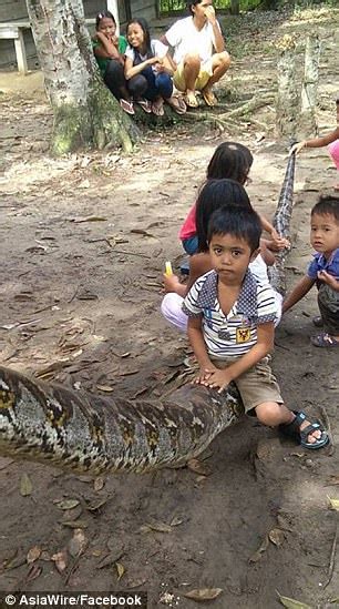 Image result for Indonesian Python 23Ft