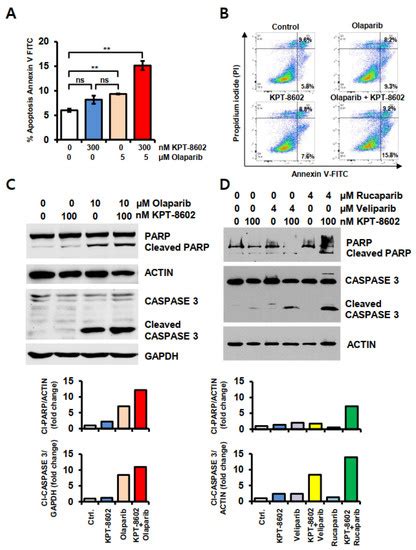 Nuclear Export Inhibitor KPT-8602 Synergizes with PARP Inhibitors in ...