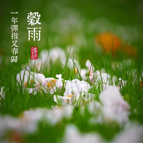 二十四节气｜谷雨——落尽千花飞尽絮 留春肯住欲如何