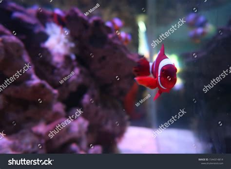 Finding Nemo Aquarium Stock Photo 1544314814 | Shutterstock