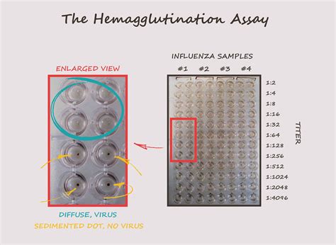 What Is The Function Of Hemagglutination Assay at Kelli Johnson blog