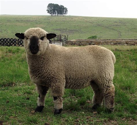 Gallery - Hampshire Down Sheep