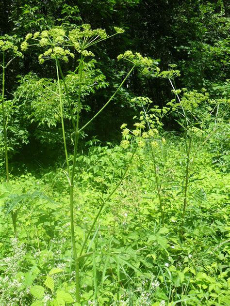 Борщевик сибирский (Heracleum sibiricum)