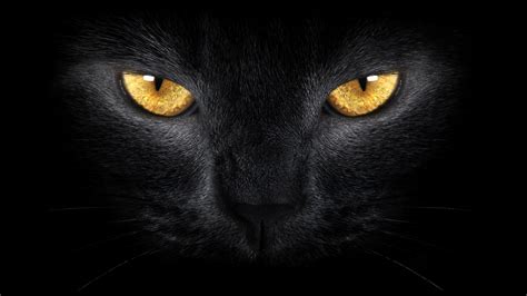 Black Cat Eyes Wallpapers - Top Free Black Cat Eyes Backgrounds ...