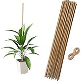 Blooms Natural Teak Wooden Support Sticks 3 Feet (92 Cm) (Pack of 18 ...