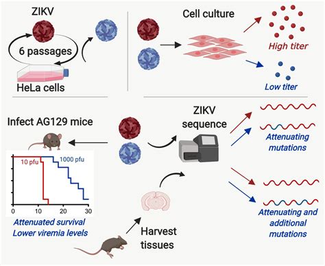 Attenuation of Zika Virus by Passage in Human HeLa Cells