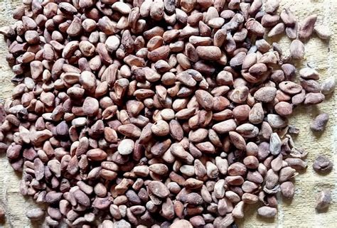 Medicinal Crop Seeds - Babul Fali Seeds Manufacturer from Neemuch