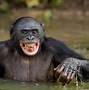 倭黑猩猩 的图像结果