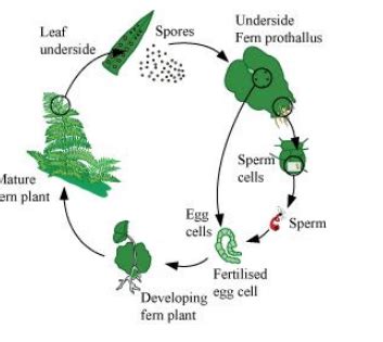 Name three groups of plants that bear archegonia. Briefly describe the ...