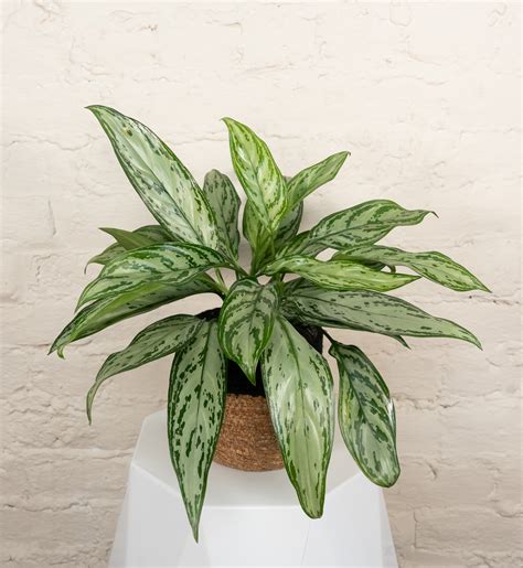 Chinese Evergreen Care Guide – Growing Tips & Display Ideas | Proven ...