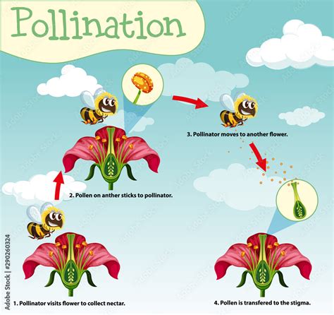 Image result for Pollination Examples