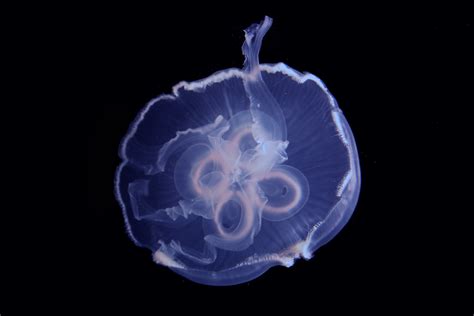 Jellyfish - The New York Times