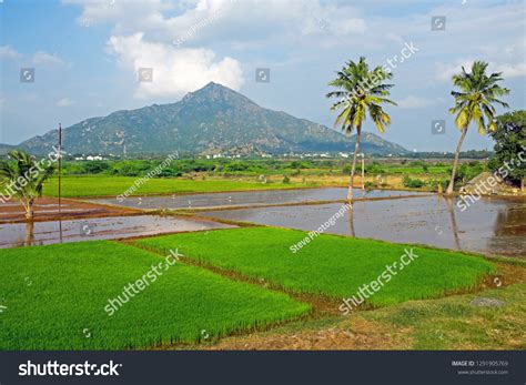 Mountain Arunachala Oldest Mountain On Earth Stock Photo 1291905769 ...