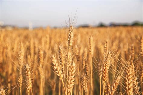 怎样让小麦生长-小麦怎样生长的？