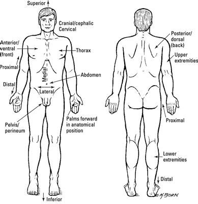 Image result for Contralateral Body Parts Example