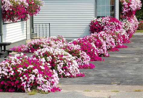 Regina Martin: Annual Flowers For Sunny Borders : 15 Best Annual ...