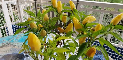 Small yellow peppers growing vertically : r/whatsthisplant