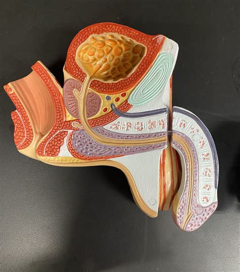 Image result for Male Reproduction Model