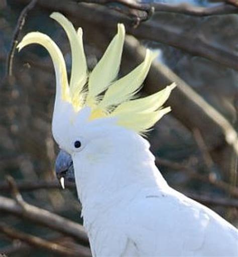 Australian Native Birds - Sulphur Crested Cockatoo | hubpages