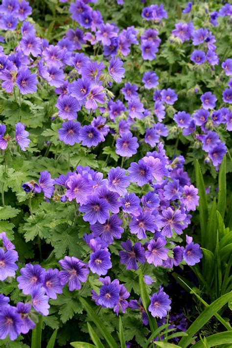 Purple geraniums | Purple garden, Perennial geranium, Flowers perennials