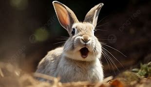Image result for Rabbit Mouth Animation