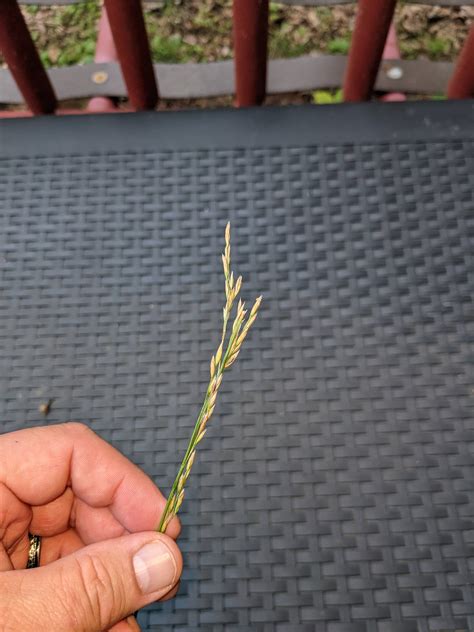 Exploding Seed Pods Compilation 的图像结果