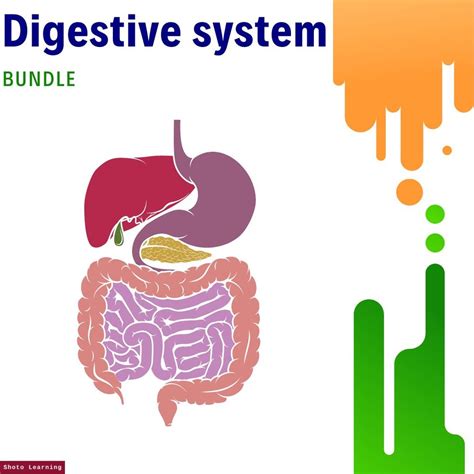Image result for Digestive System Theme