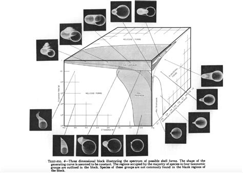 Image result for Shell Shapes