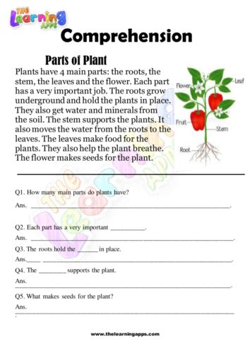 Plant Care Worksheet For Kids, 40% OFF | www.elevate.in