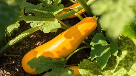 14 Perfect Companion Plants For Summer Squash (And 5 That Do More Harm Than Good)