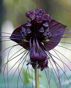 Ritz Farming Tacca/bat lily flower bulbs | dark purple Tacca lily ...