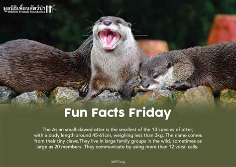 Fun Facts Friday - Wildlife Friends Foundation Thailand