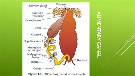 Inside a Cockroach 的图像结果