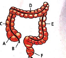 The diagram of large intestine of man is given here. Identify the parts ...