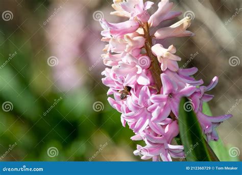 Common Hyacinth Hyacinthus Orientalis Plant Stock Image - Image of ...