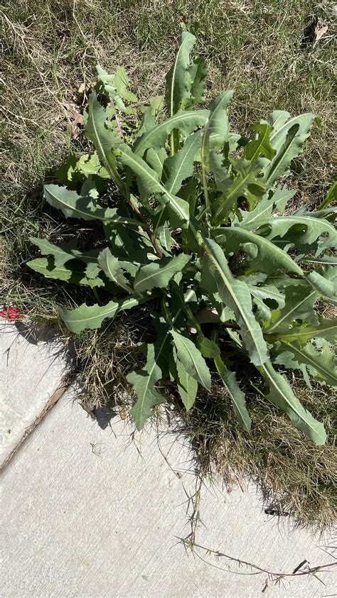Kill weed, not grass : r/landscaping