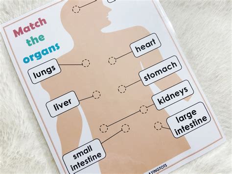 Buy Body Organs Matching Activity Printable for Kids Human Online in ...