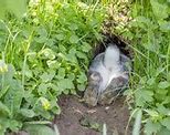 Image result for Wild Bunnies in My Yard