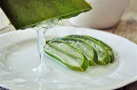 manfaat aloe vera herborist