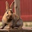 Image result for Raising Rabbits for Beginners