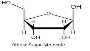 draw the chemical structure of Ribose - Brainly.in