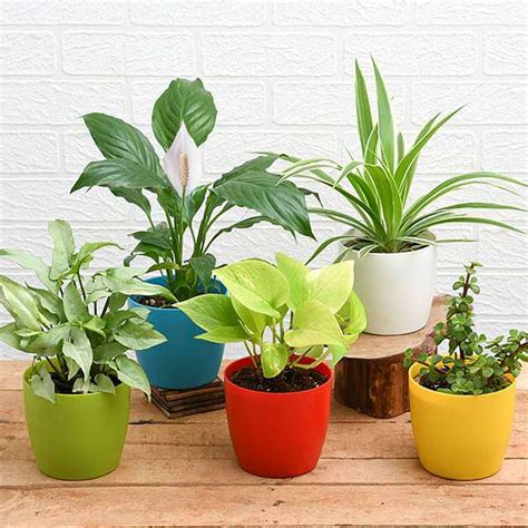 Buy Best Seller Plants online from Nurserylive at lowest price.