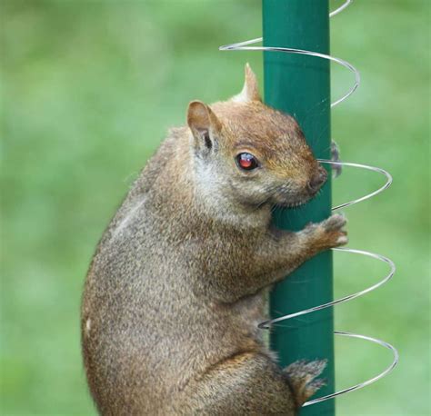 Image result for Squirrel Protector