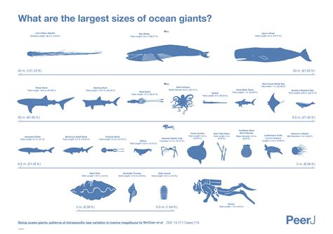 Size Of Sea