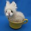 Image result for Teacup Bunnies