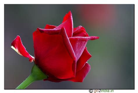go2india.in : Focus stacked macro rose flower
