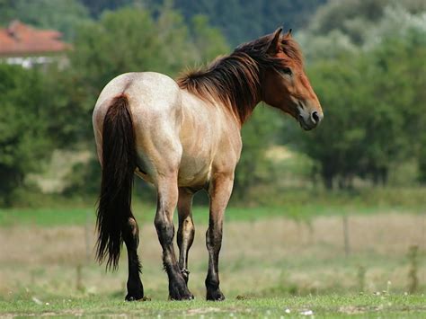 Bay Roan Horses - The Equinest