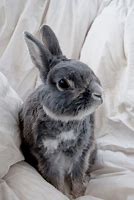 Image result for Cute Black Bunny